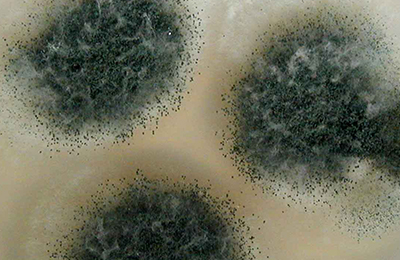 Mold in a petri dish discovered by black mold experts at DryMetrics