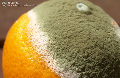 Mold on an orange fruit that was mitigated by DryMetrics in Central Florida