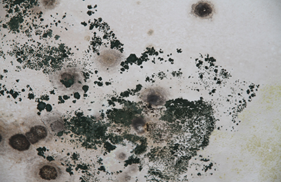 An image of mold discovered by mold mitigation experts at DryMetrics
