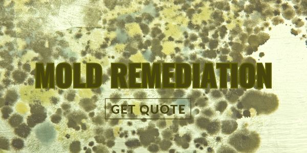 Get a quote for mold remediation and mitigation by DryMetrics