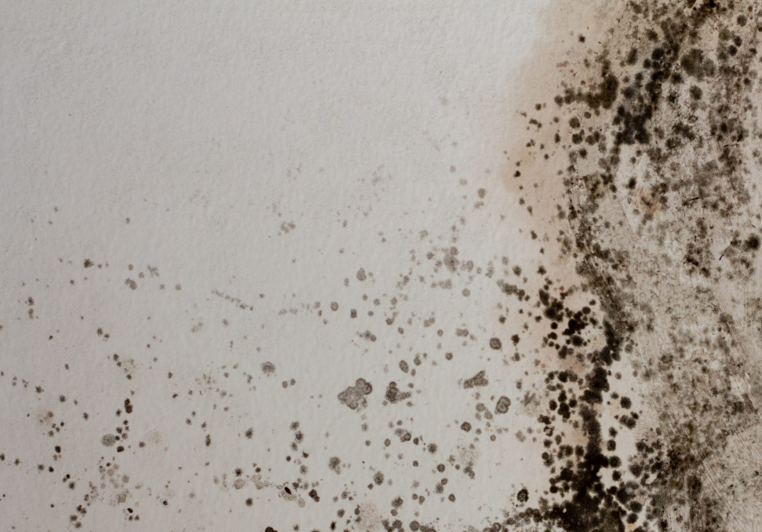 Black mold on a white wall in the house